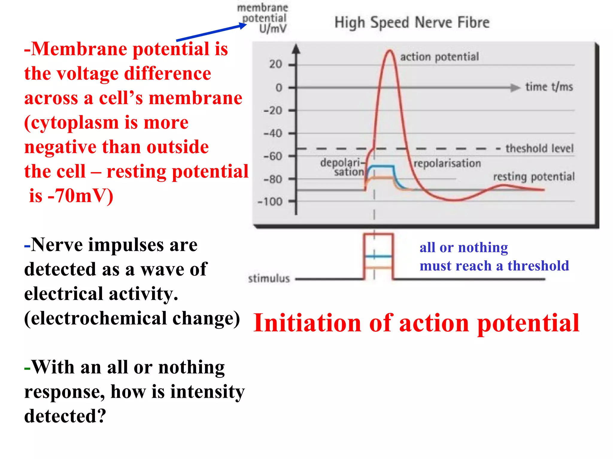 Initiation of action potential
all or nothing
must reach a threshold
-Membrane potential is
the voltage difference
across a cell’s membrane
(cytoplasm is more
negative than outside
the cell – resting potential
is -70mV)
-Nerve impulses are
detected as a wave of
electrical activity.
(electrochemical change)
-With an all or nothing
response, how is intensity
detected?
 