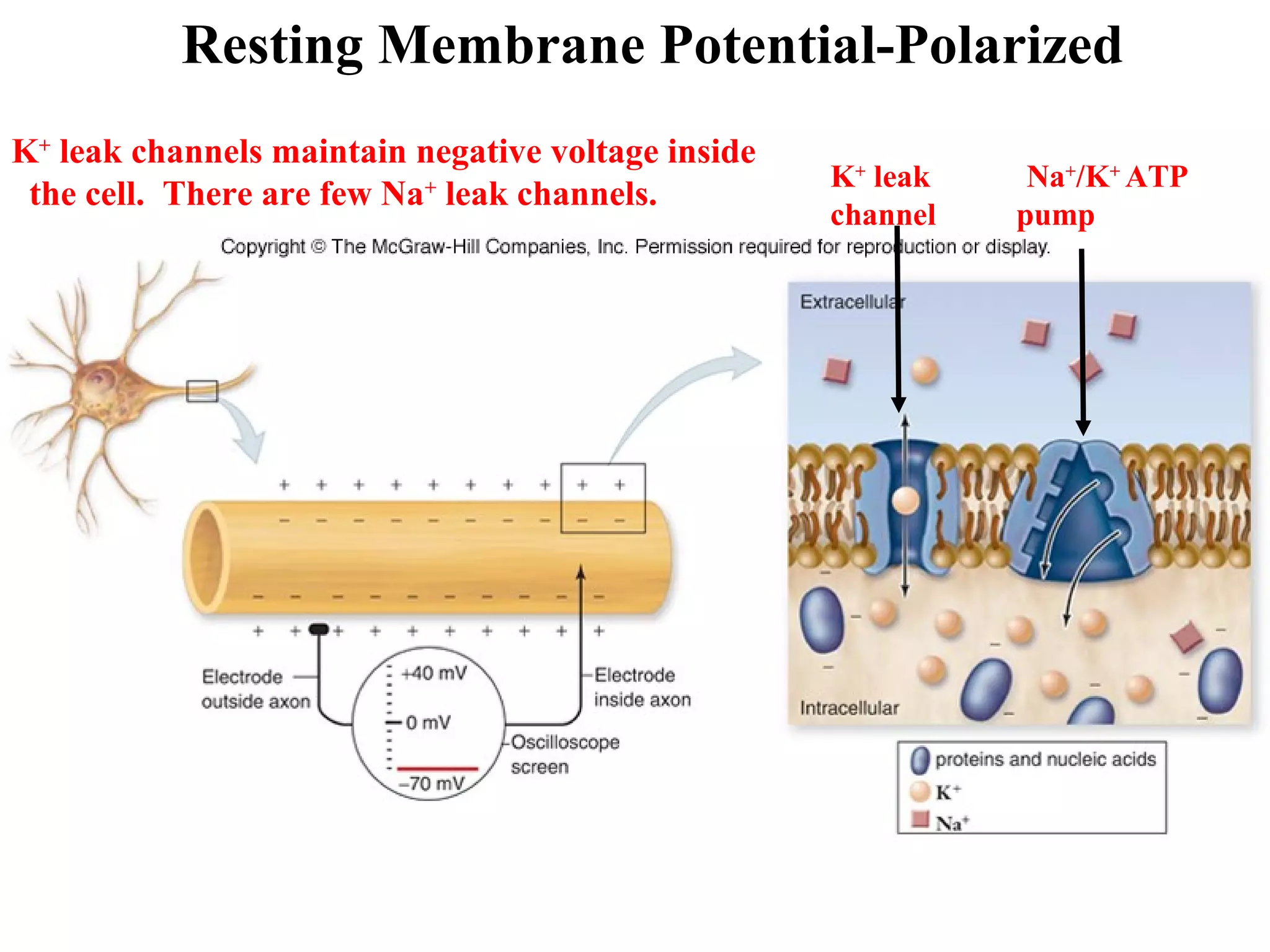 Resting Membrane Potential-Polarized
K+
leak Na+
/K+
ATP
channel pump
K+
leak channels maintain negative voltage inside
the cell. There are few Na+
leak channels.
 