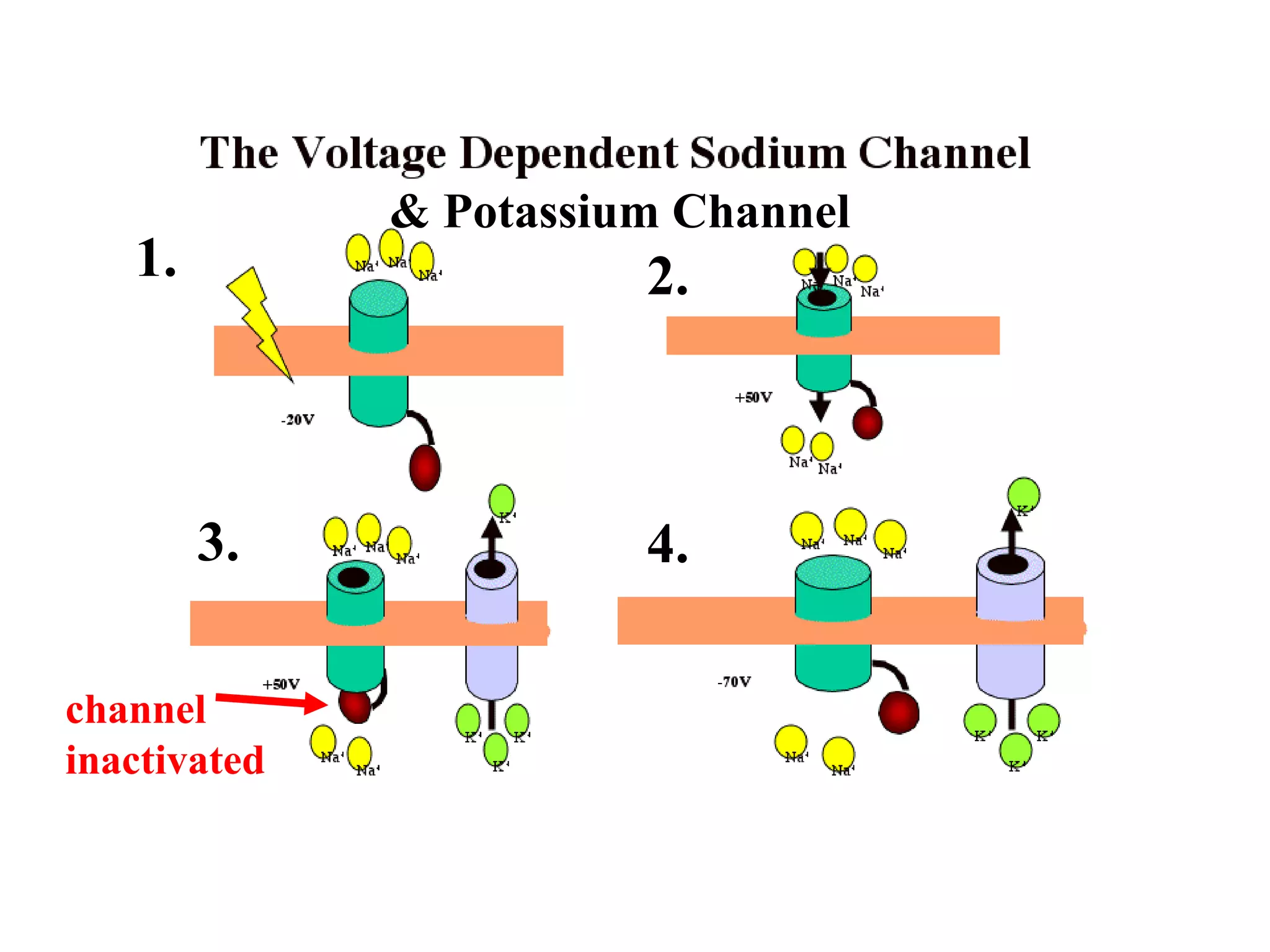 & Potassium Channel
1. 2.
3. 4.
channel
inactivated
 