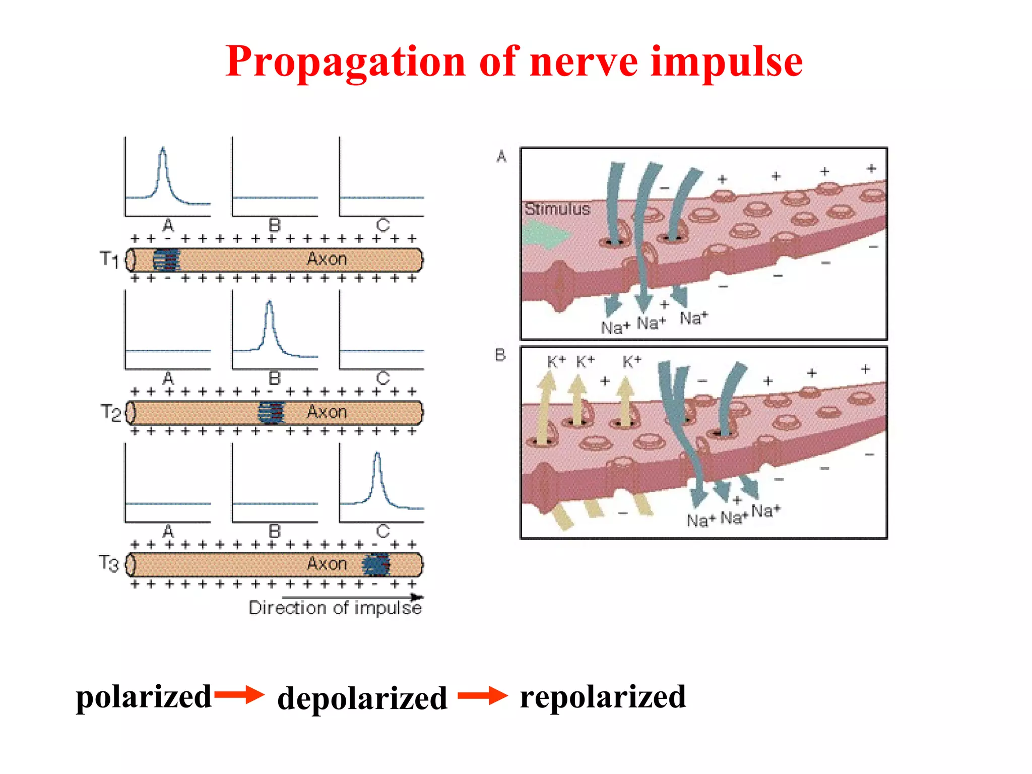 Propagation of nerve impulse
polarized depolarized repolarized
 