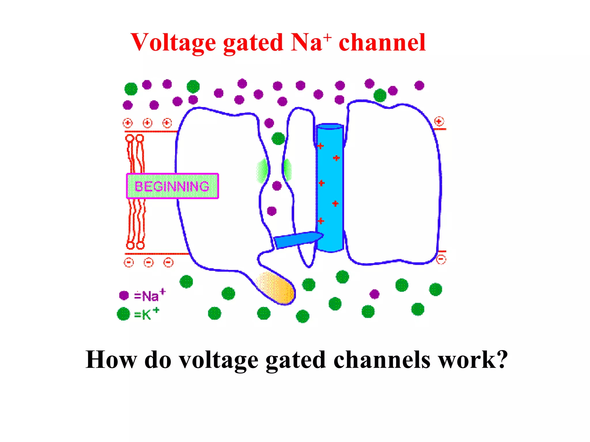 Voltage gated Na+
channel
How do voltage gated channels work?
 