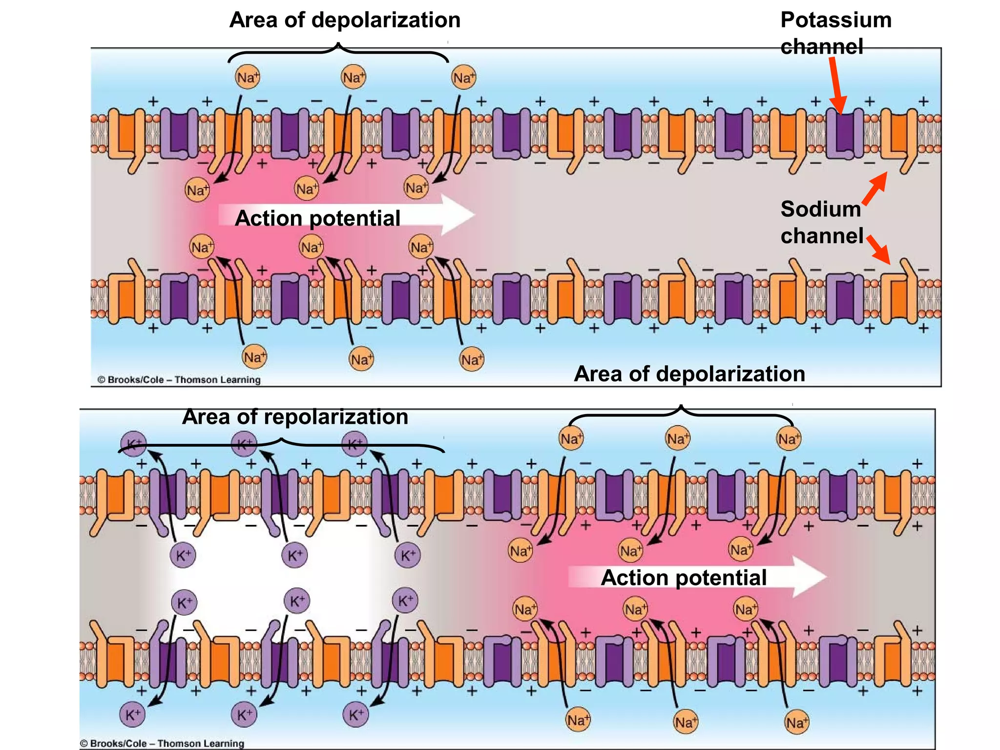 Area of depolarization Potassium
channel
Sodium
channel
Area of repolarization
Area of depolarization
Action potential
Action potential
 