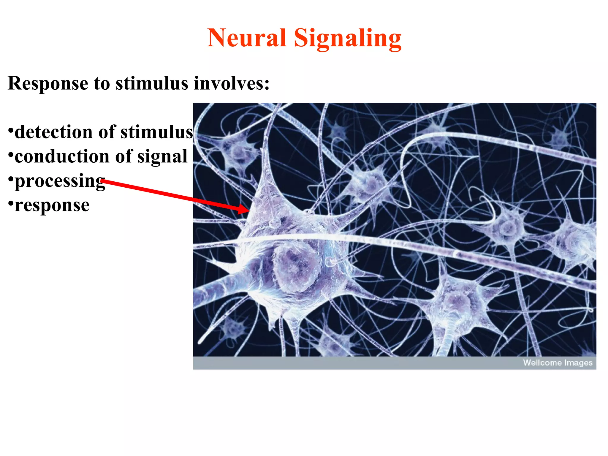 Neural Signaling
Response to stimulus involves:
•detection of stimulus
•conduction of signal
•processing
•response
 