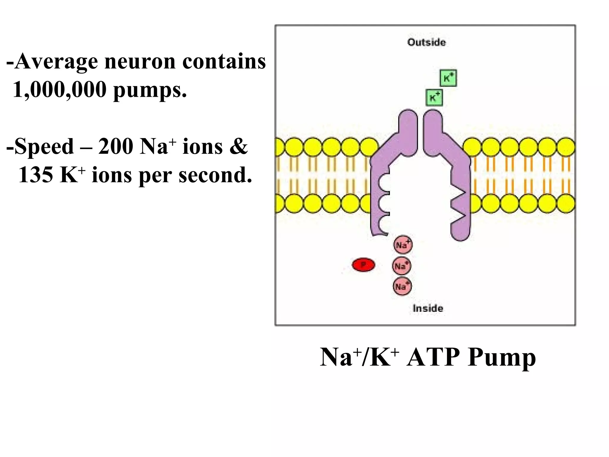 Na+
/K+
ATP Pump
-Average neuron contains
1,000,000 pumps.
-Speed – 200 Na+
ions &
135 K+
ions per second.
 