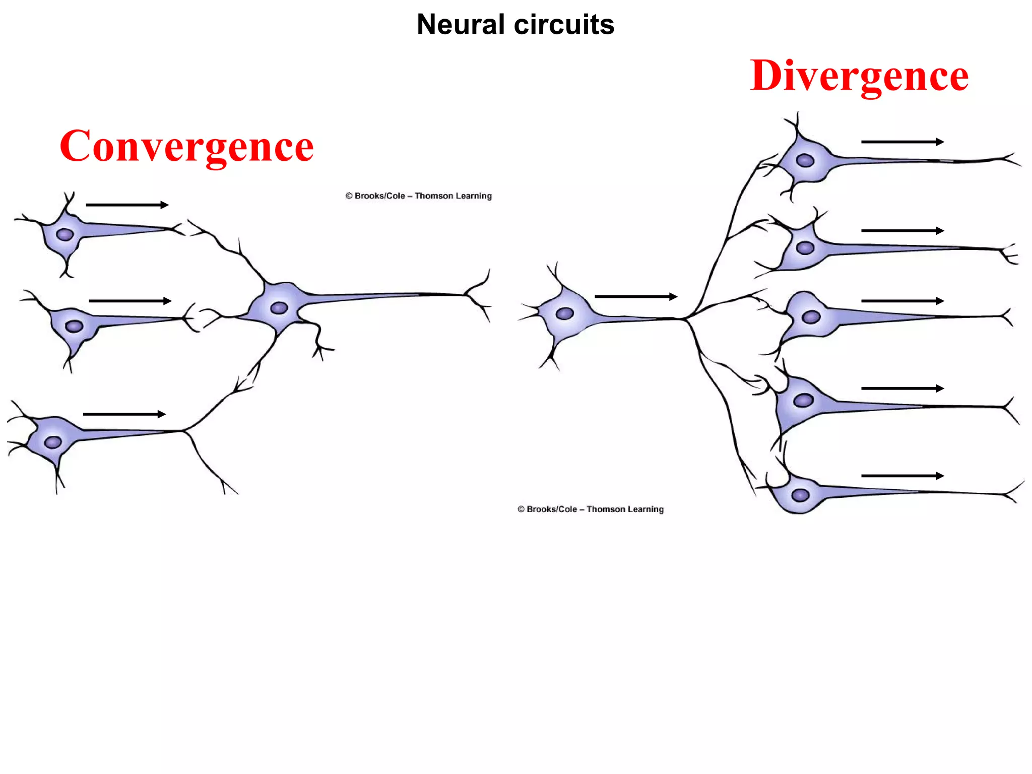Neural circuits
Convergence
Divergence
 