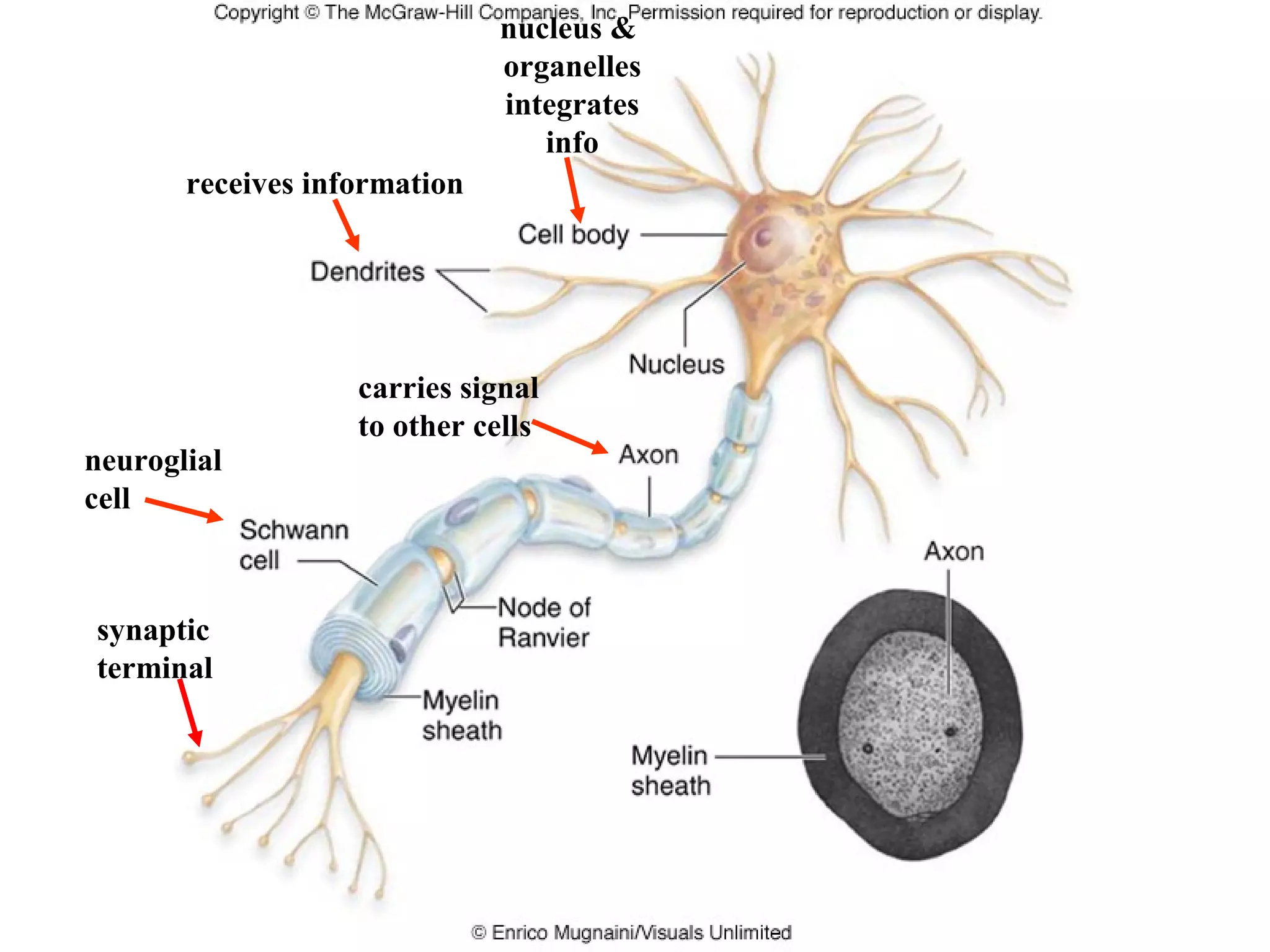 receives information
nucleus &
organelles
integrates
info
carries signal
to other cells
neuroglial
cell
synaptic
terminal
 