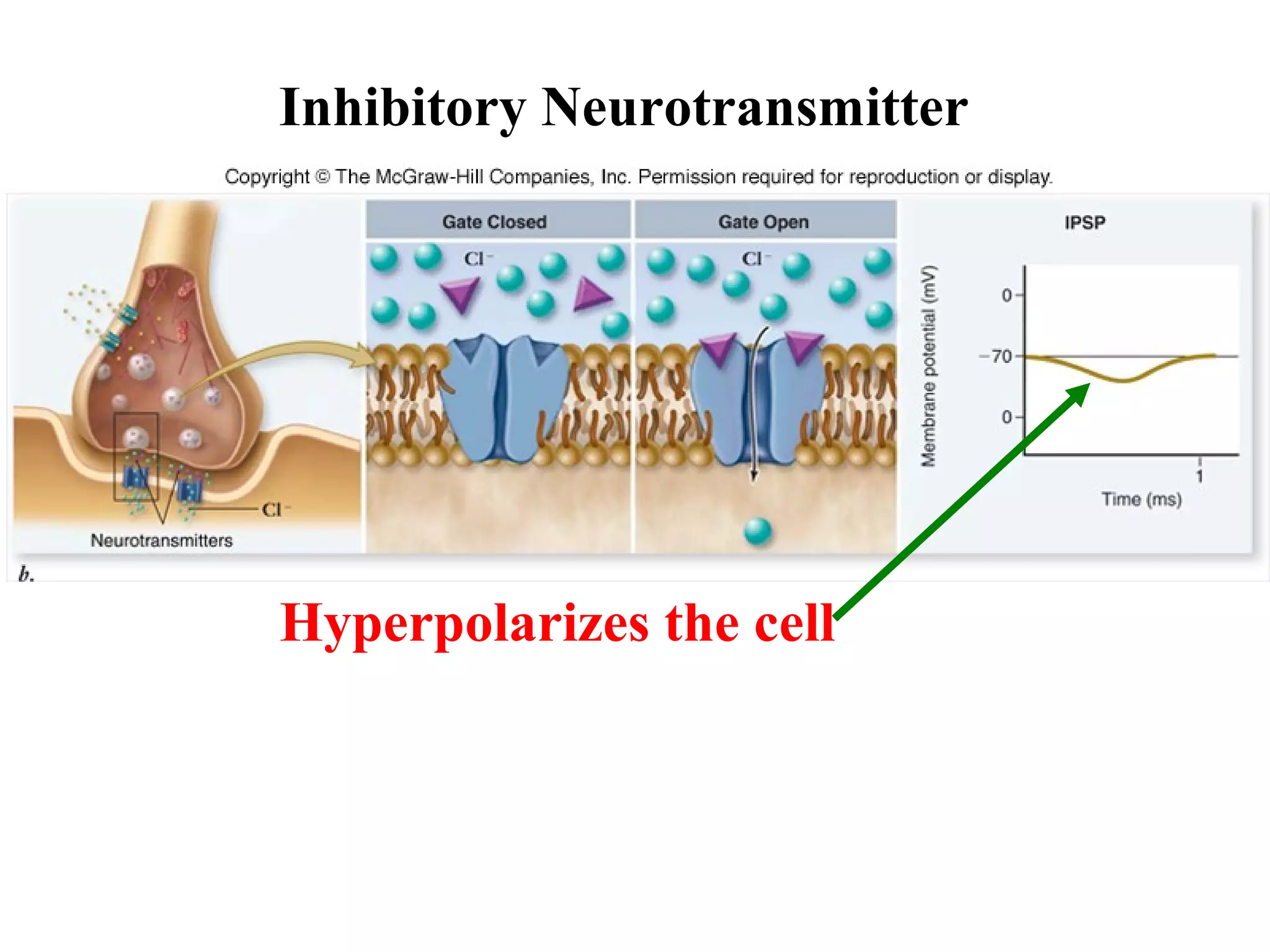 Inhibitory Neurotransmitter
Hyperpolarizes the cell
 