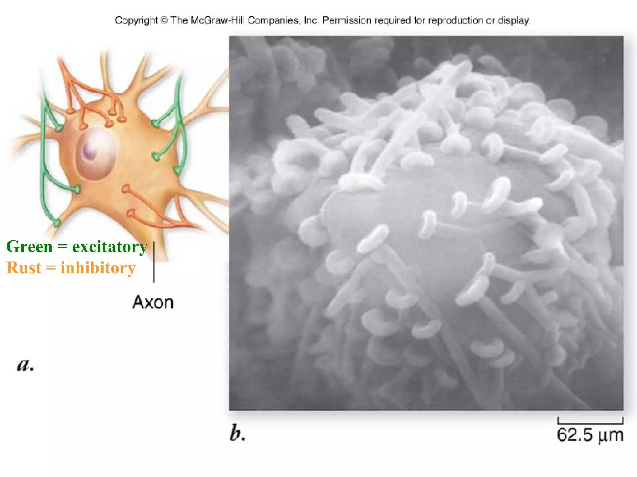 Green = excitatory
Rust = inhibitory
 