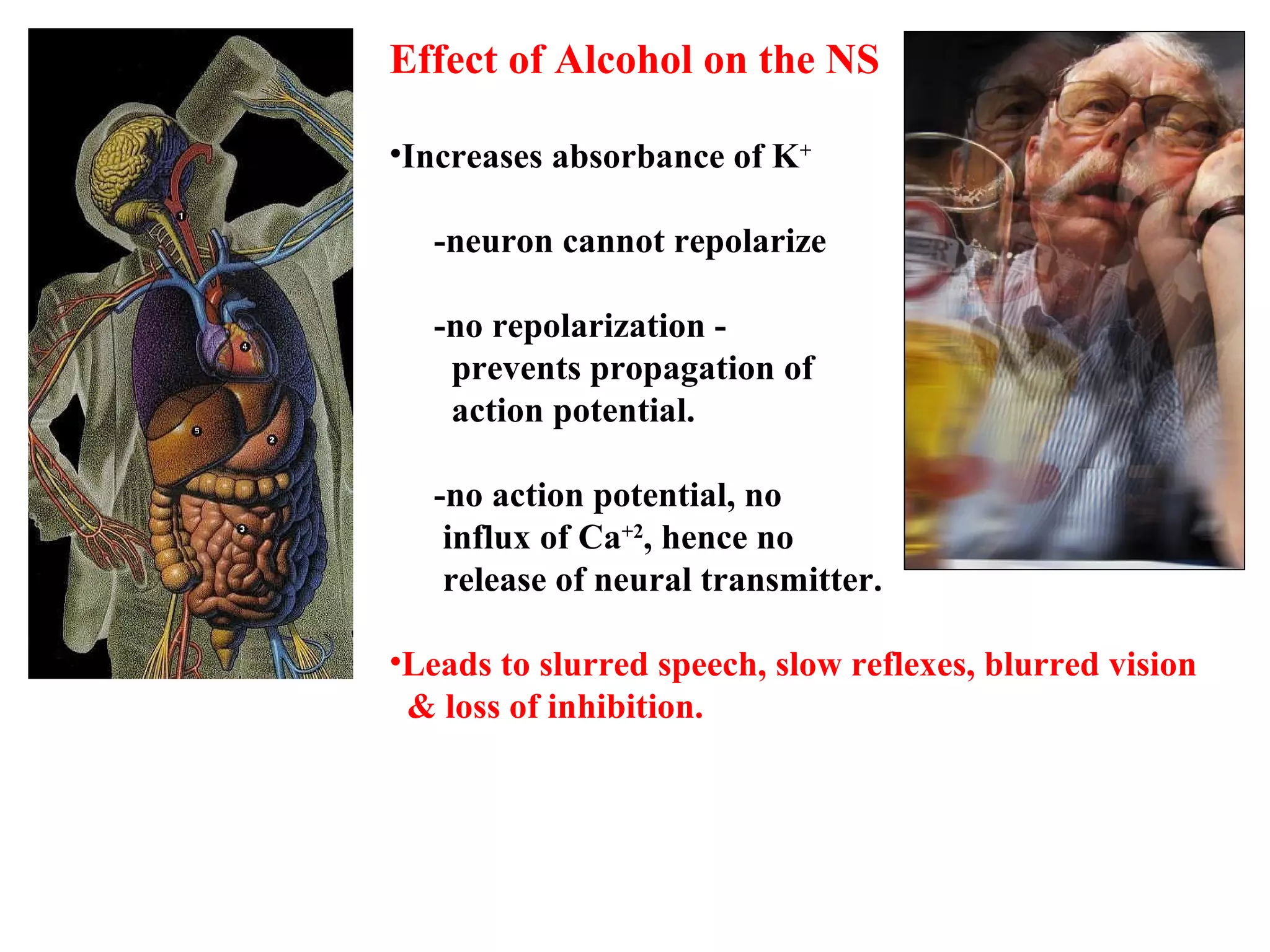 Effect of Alcohol on the NS
•Increases absorbance of K+
-neuron cannot repolarize
-no repolarization -
prevents propagation of
action potential.
-no action potential, no
influx of Ca+2
, hence no
release of neural transmitter.
•Leads to slurred speech, slow reflexes, blurred vision
& loss of inhibition.
 