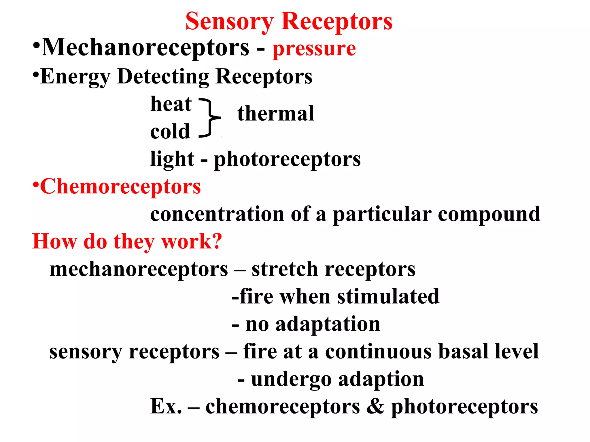 Sensory Receptors
•Mechanoreceptors - pressure
•Energy Detecting Receptors
heat
cold
light - photoreceptors
•Chemoreceptors
concentration of a particular compound
How do they work?
mechanoreceptors – stretch receptors
-fire when stimulated
- no adaptation
sensory receptors – fire at a continuous basal level
- undergo adaption
Ex. – chemoreceptors & photoreceptors
thermal
 
