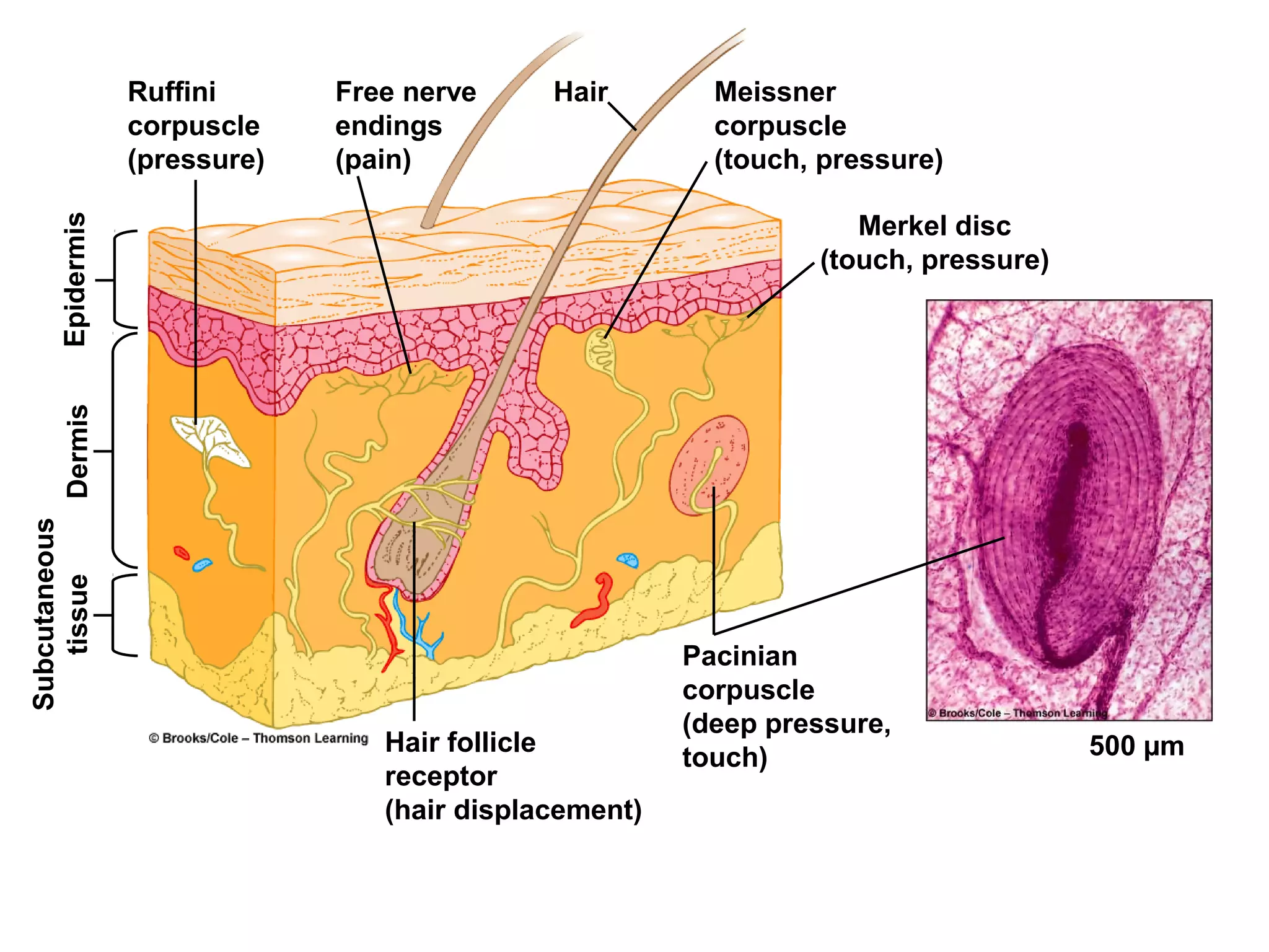 Ruffini
corpuscle
(pressure)
Dermis
500 µm
Pacinian
corpuscle
(deep pressure,
touch)
Hair follicle
receptor
(hair displacement)
Merkel disc
(touch, pressure)
Meissner
corpuscle
(touch, pressure)
HairFree nerve
endings
(pain)
Epidermis
Subcutaneous
tissue
 