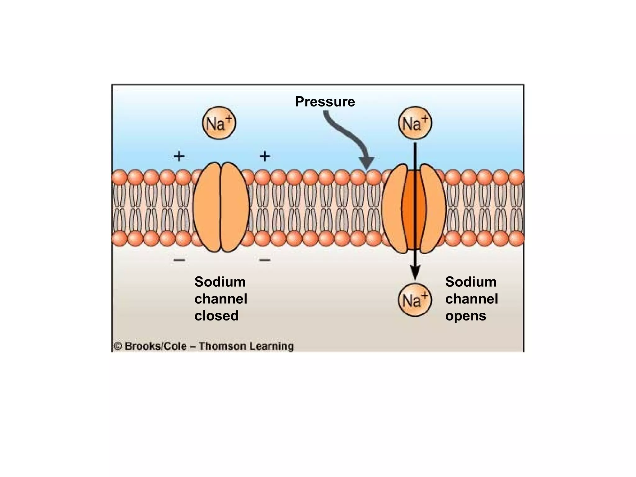 Pressure
Sodium
channel
opens
Sodium
channel
closed
 