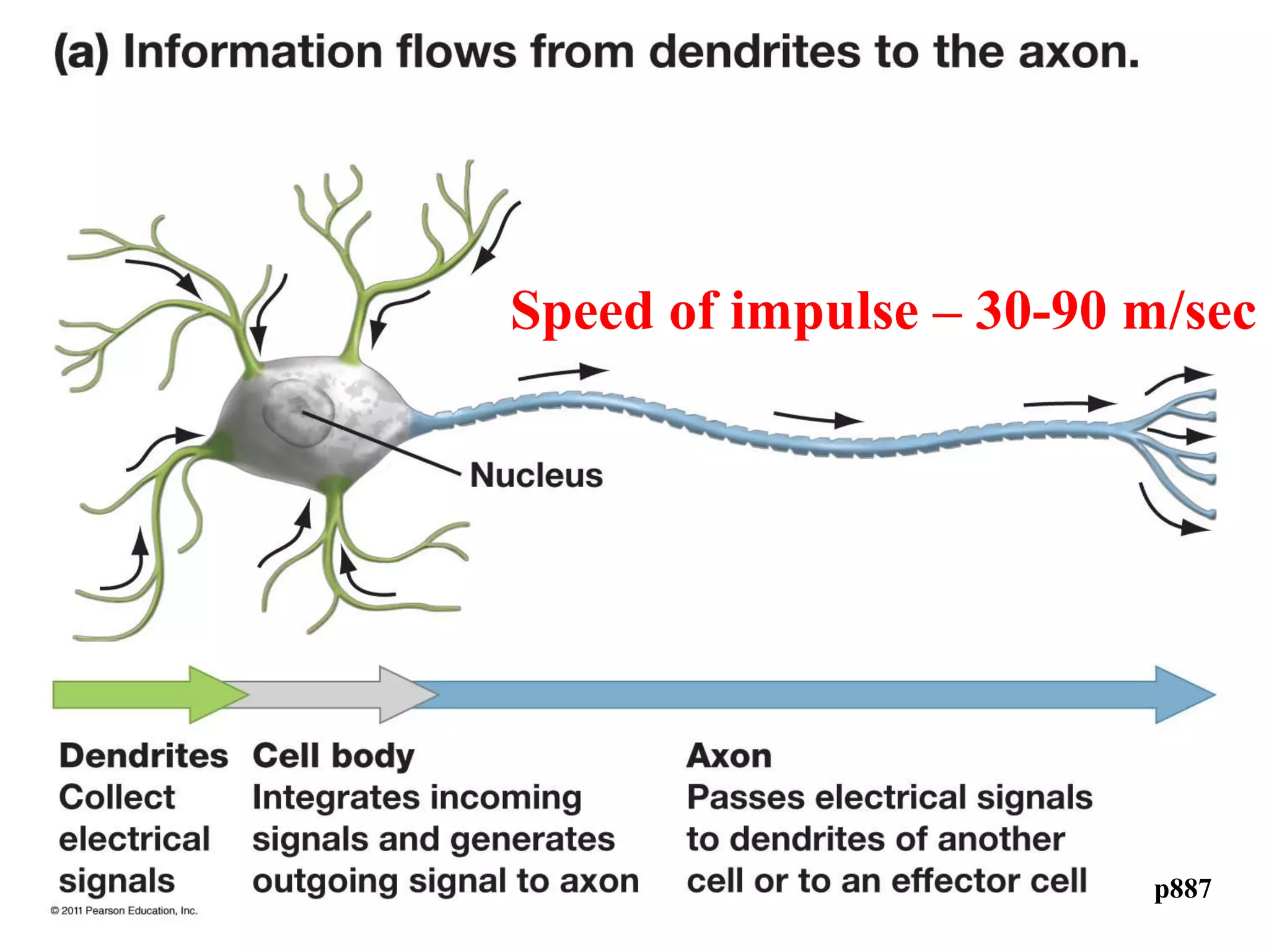 p887
Speed of impulse – 30-90 m/sec
 