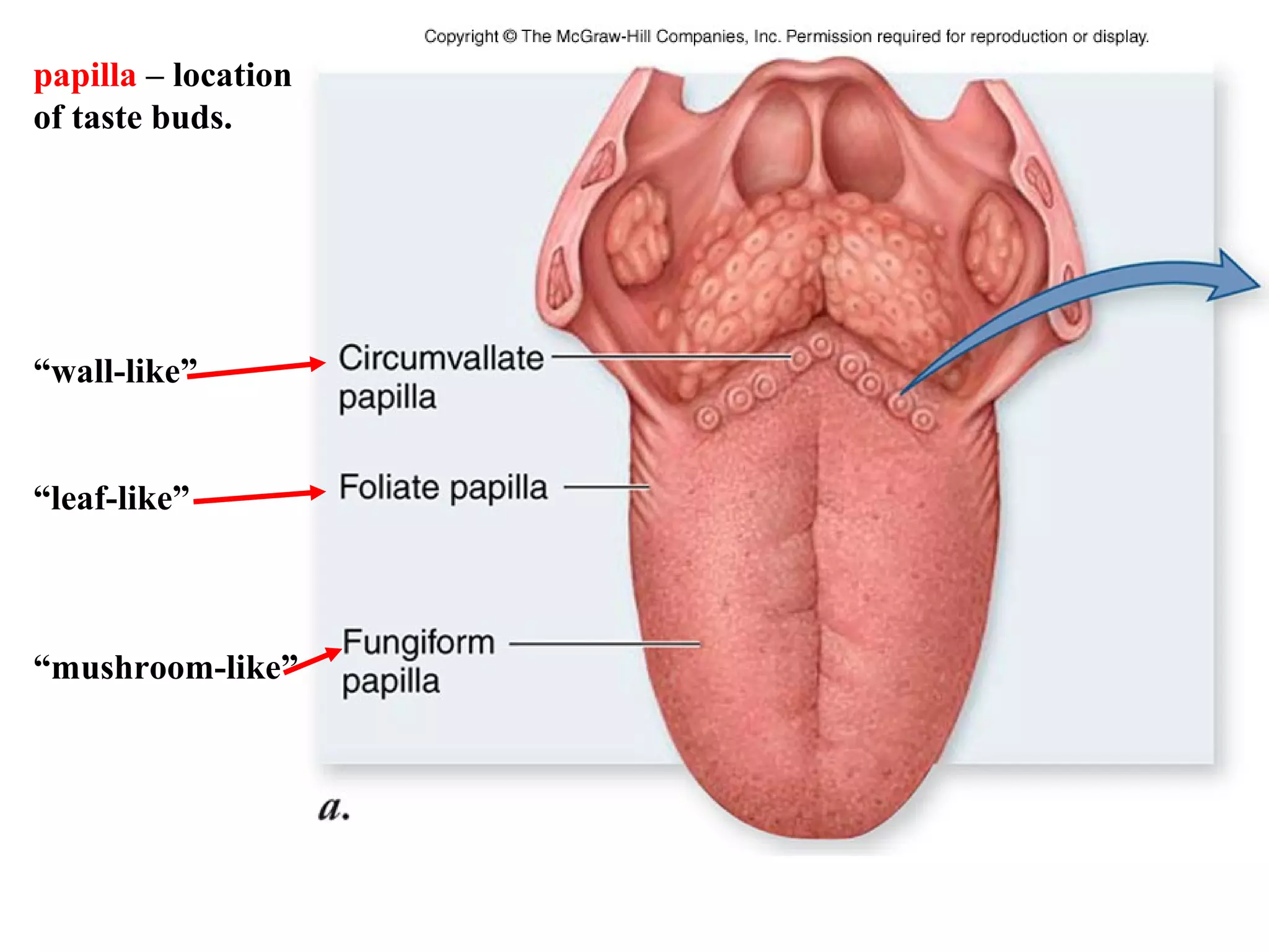 papilla – location
of taste buds.
“wall-like”
“leaf-like”
“mushroom-like”
 