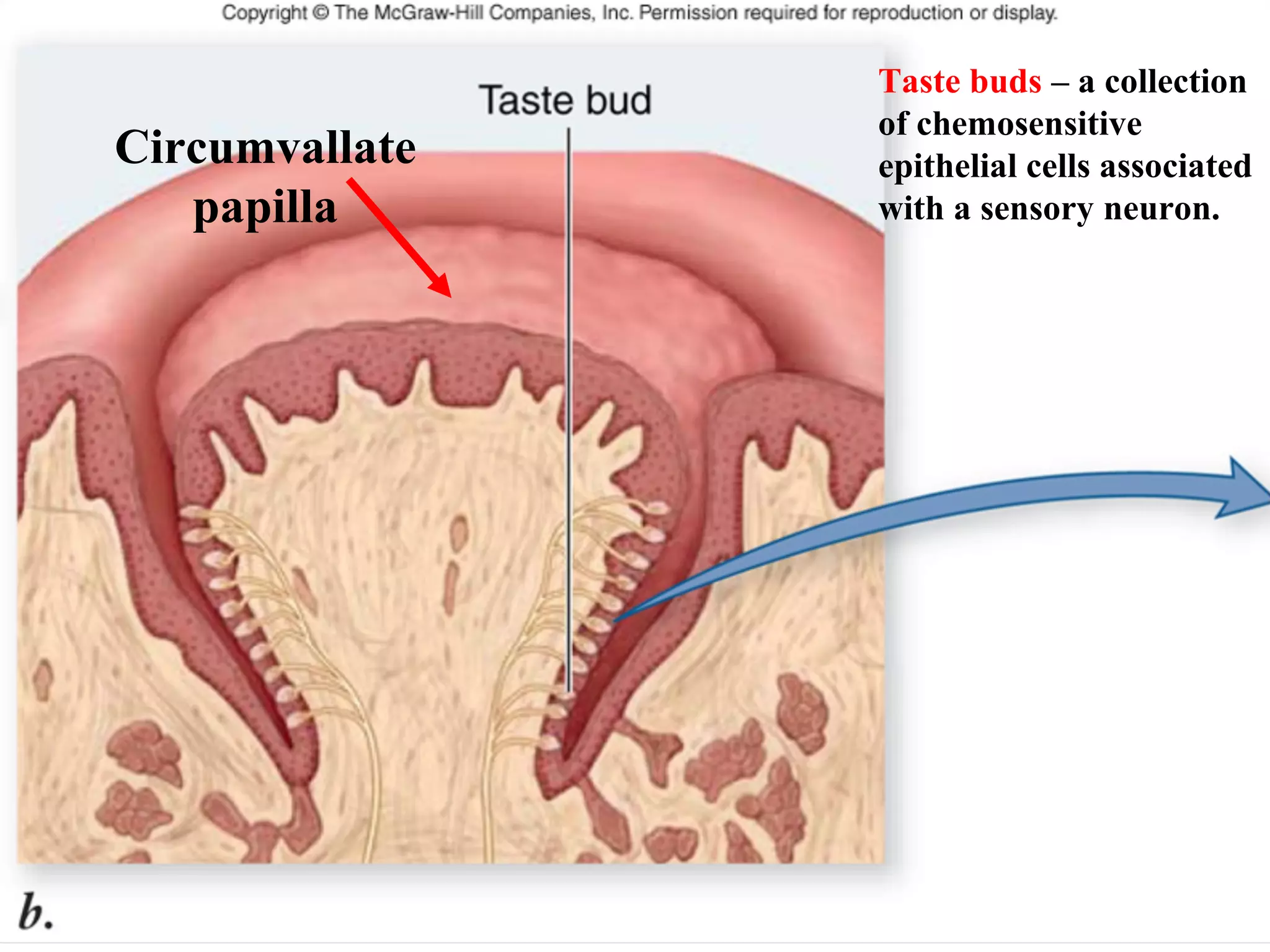 Taste buds – a collection
of chemosensitive
epithelial cells associated
with a sensory neuron.
Circumvallate
papilla
 