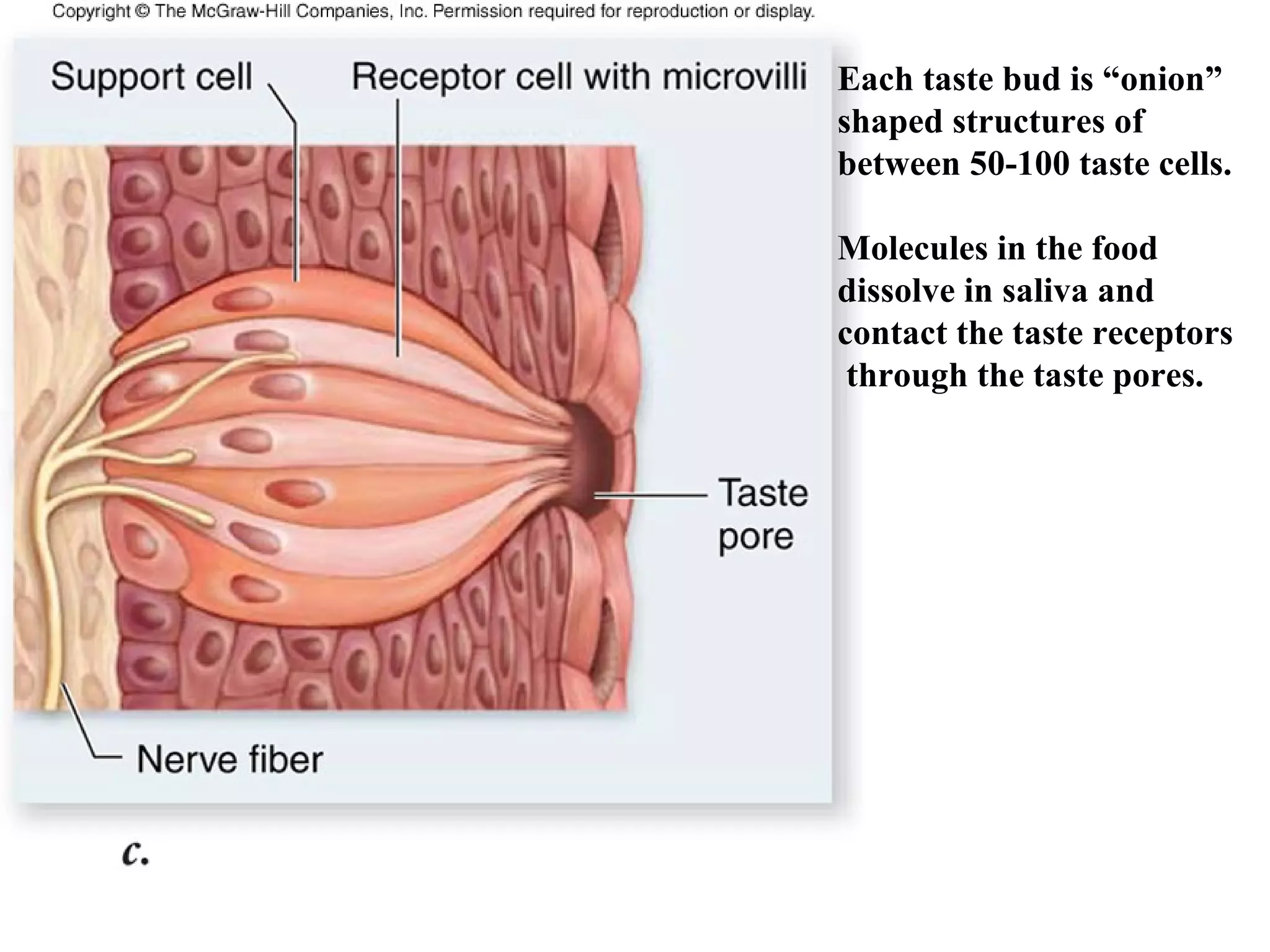 Each taste bud is “onion”
shaped structures of
between 50-100 taste cells.
Molecules in the food
dissolve in saliva and
contact the taste receptors
through the taste pores.
 