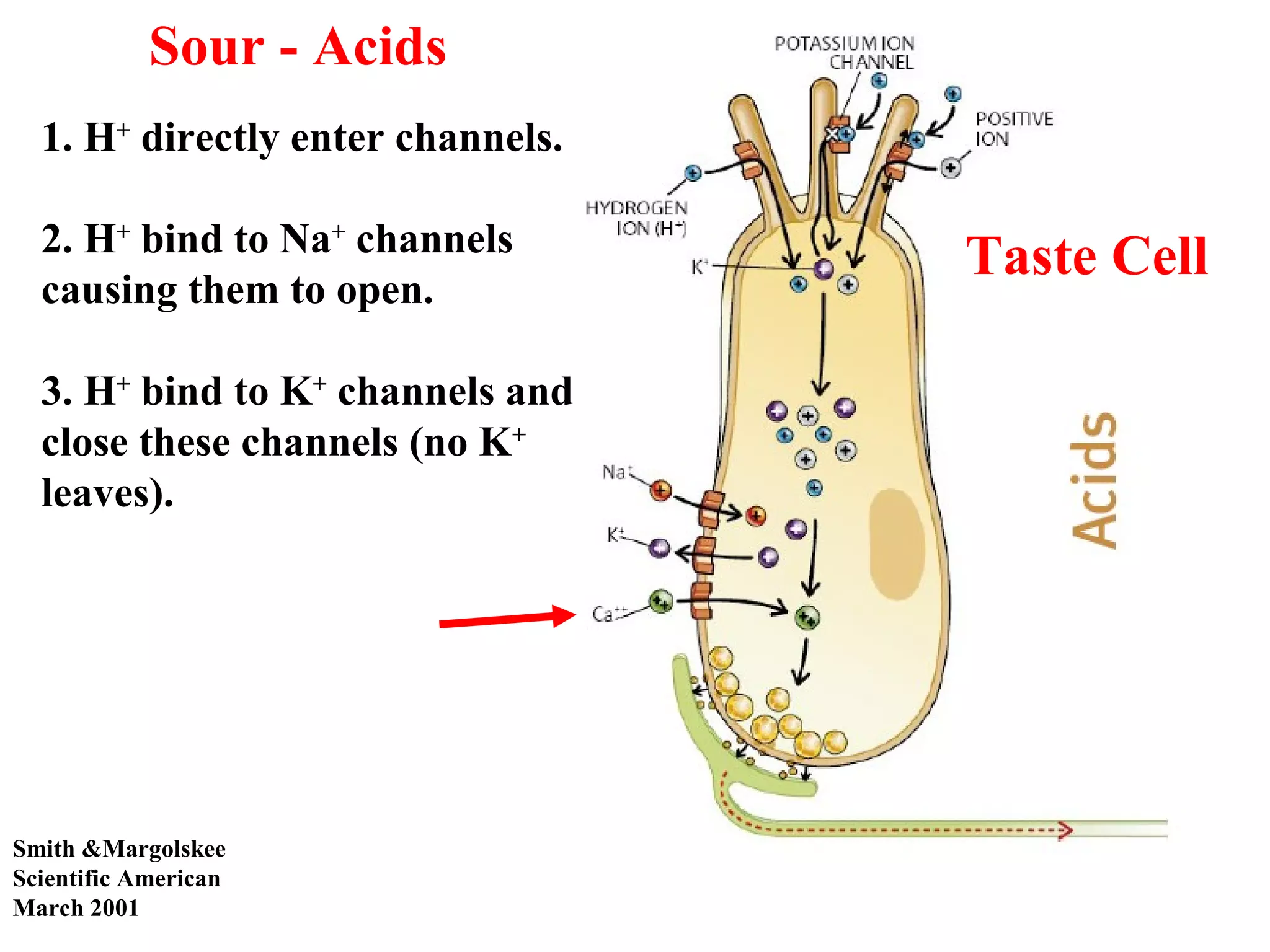 Smith &Margolskee
Scientific American
March 2001
Sour - Acids
1. H+
directly enter channels.
2. H+
bind to Na+
channels
causing them to open.
3. H+
bind to K+
channels and
close these channels (no K+
leaves).
Taste Cell
 