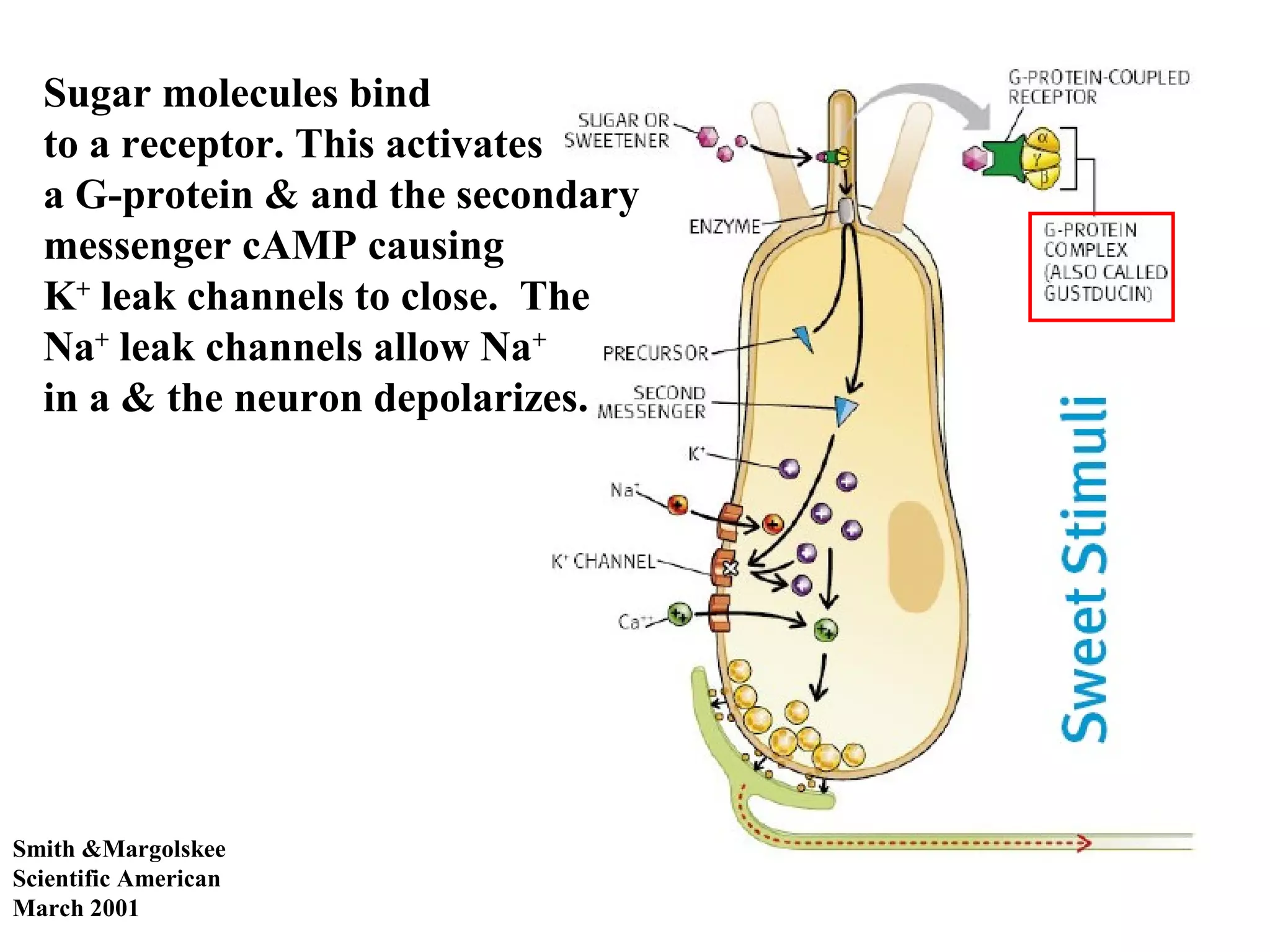 Smith &Margolskee
Scientific American
March 2001
Sugar molecules bind
to a receptor. This activates
a G-protein & and the secondary
messenger cAMP causing
K+
leak channels to close. The
Na+
leak channels allow Na+
in a & the neuron depolarizes.
 