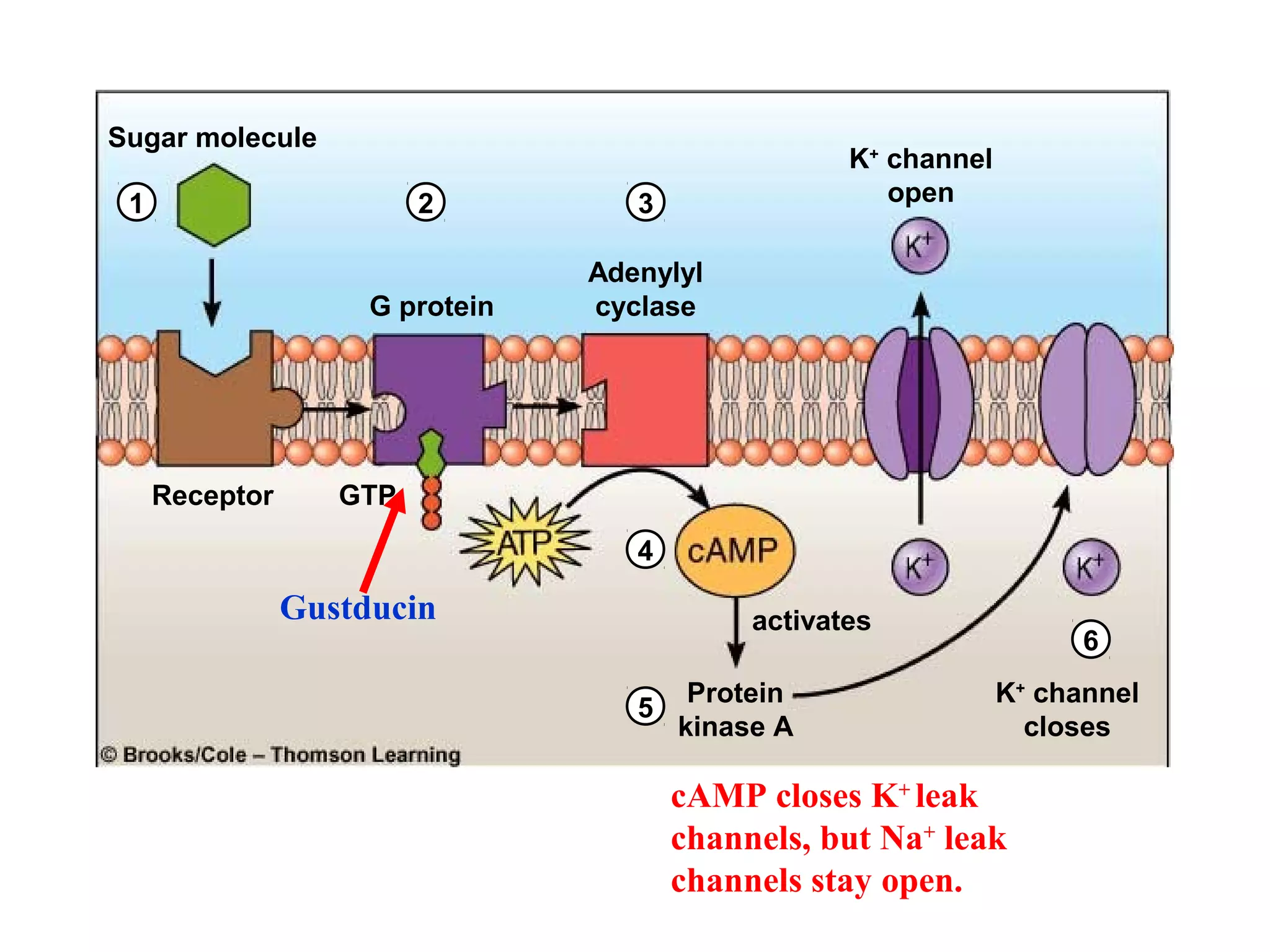 G protein
GTP
K+
channel
open
Adenylyl
cyclase
Protein
kinase A
Sugar molecule
Receptor
K+
channel
closes
activates
1 2 3
4
5
6
Gustducin
cAMP closes K+
leak
channels, but Na+
leak
channels stay open.
 