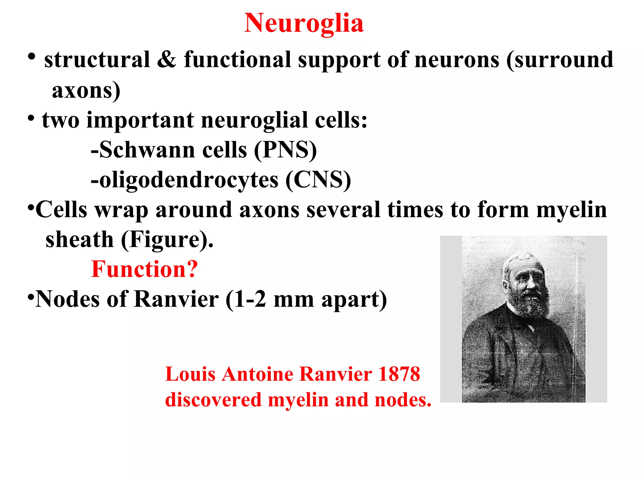 Neuroglia
• structural & functional support of neurons (surround
axons)
• two important neuroglial cells:
-Schwann cells (PNS)
-oligodendrocytes (CNS)
•Cells wrap around axons several times to form myelin
sheath (Figure).
Function?
•Nodes of Ranvier (1-2 mm apart)
Louis Antoine Ranvier 1878
discovered myelin and nodes.
 
