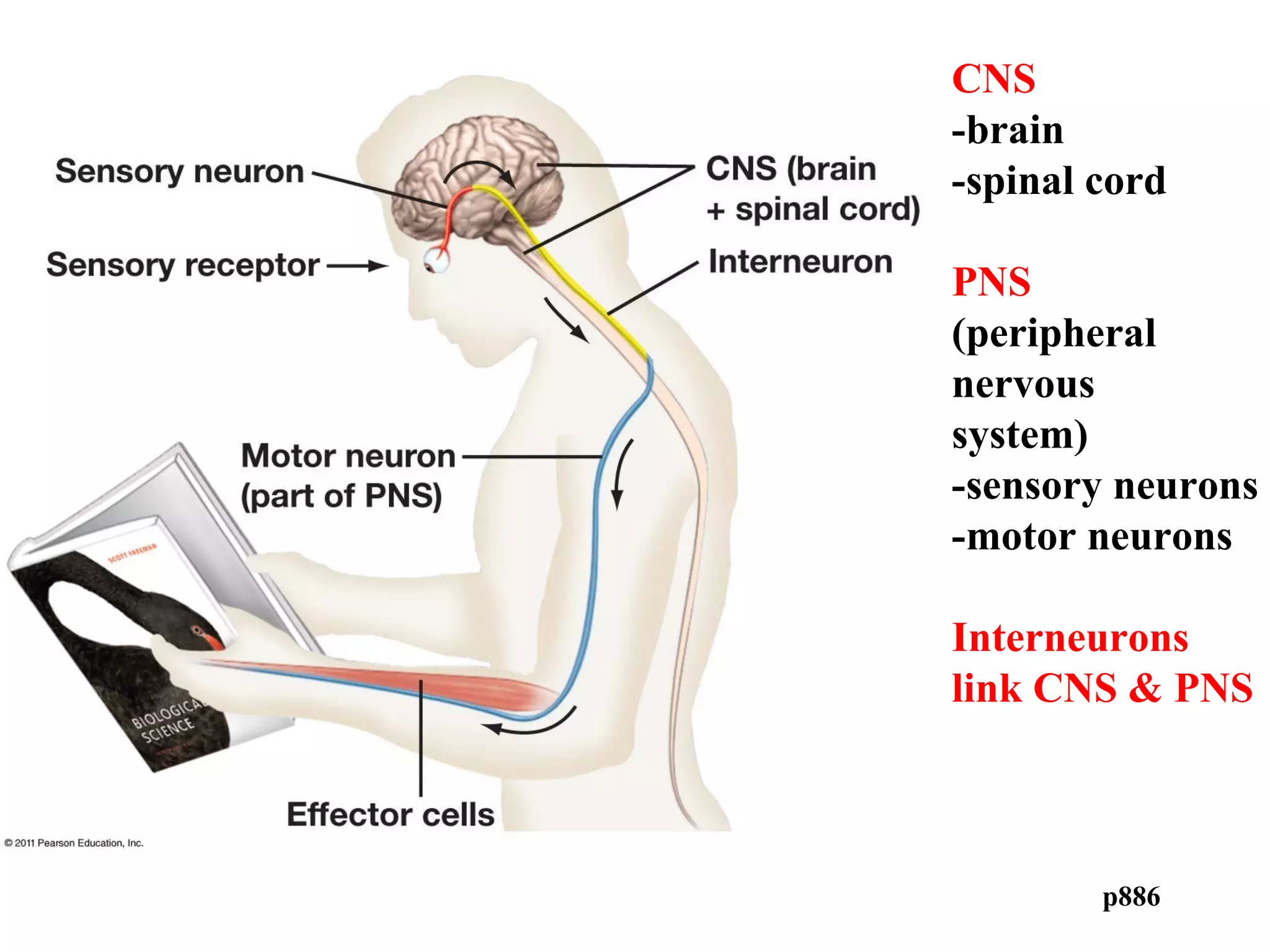 CNS
-brain
-spinal cord
PNS
(peripheral
nervous
system)
-sensory neurons
-motor neurons
Interneurons
link CNS & PNS
p886
 