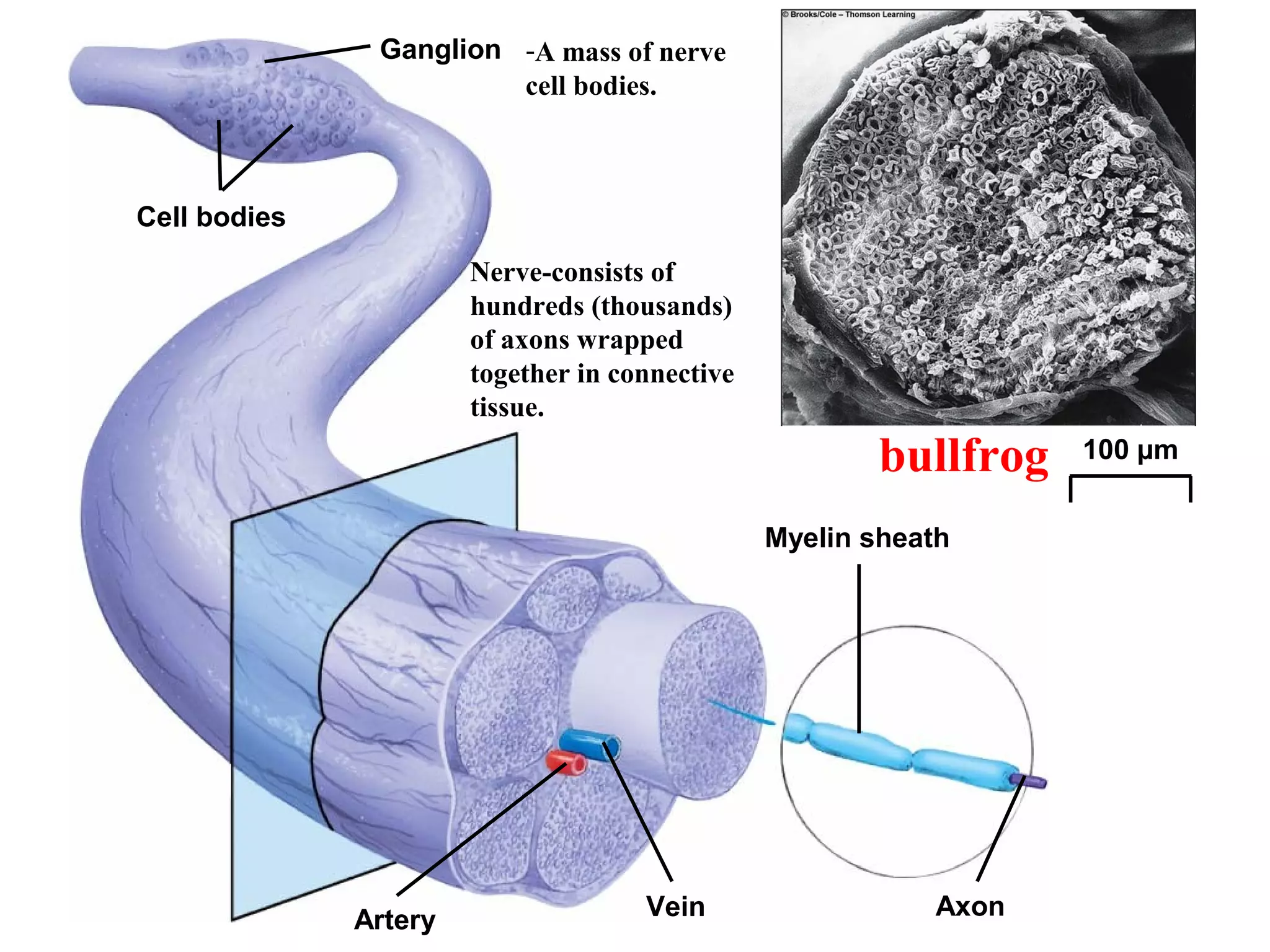 Ganglion
Cell bodies
Myelin sheath
Artery Vein Axon
100 µm
Nerve-consists of
hundreds (thousands)
of axons wrapped
together in connective
tissue.
bullfrog
-A mass of nerve
cell bodies.
 