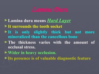 Lamina Dura
►Lamina dura means Hard Layer
►It surrounds the tooth socket
►It is only slightly thick but not more
mineralized than the cancellous bone
►The thickness varies with the amount of
occlusal stress.
►Wider in heavy occlusion.
►Its presence is of valuable diagnostic feature
 