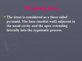 Maxillary Sinus
►The sinus is considered as a three sided
pyramid. The base (medial wall) adjacent to
the nasal cavity and the apex extending
laterally into the zygomatic process.
 