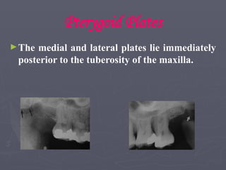 Pterygoid Plates
►The medial and lateral plates lie immediately
posterior to the tuberosity of the maxilla.
 