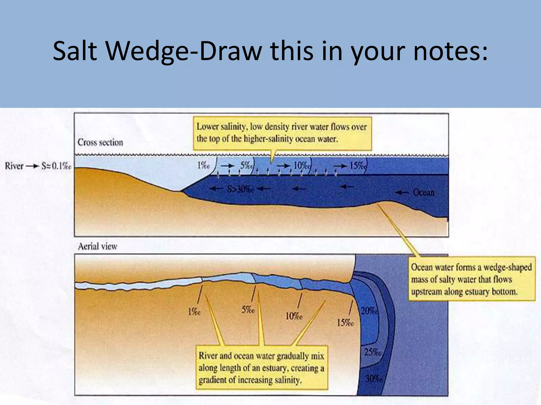 Salt Wedge-Draw this in your notes:
