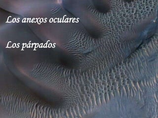 Los anexos oculares

Los párpados
 