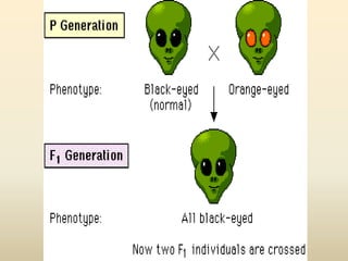 7. Patterns of Inheritance | PPT