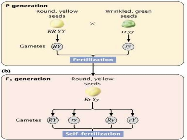 7. Patterns of Inheritance | PPT