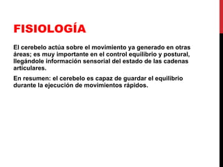 FISIOLOGÍA El cerebelo actúa sobre el movimiento ya generado en otras áreas; es muy importante en el control equilibrio y postural, llegándole información sensorial del estado de las cadenas articulares.  En resumen: el cerebelo es capaz de guardar el equilibrio durante la ejecución de movimientos rápidos. 