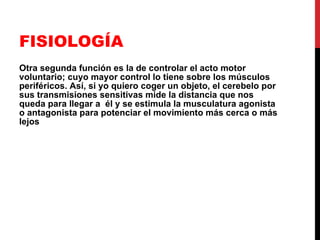 FISIOLOGÍA Otra segunda función es la de controlar el acto motor voluntario; cuyo mayor control lo tiene sobre los músculos periféricos. Así, si yo quiero coger un objeto, el cerebelo por sus transmisiones sensitivas mide la distancia que nos queda para llegar a  él y se estimula la musculatura agonista o antagonista para potenciar el movimiento más cerca o más lejos 
