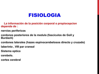 FISIOLOGIA La información de la posición corporal o propiocepcion depende de : nervios perifericos  cordones posteriores de la medula (fasciculos de Goll y Burdach)  cordones laterales (hazes espinocerebelosos directo y cruzado)  laberinto , VIII par craneal   Sistema optico  cerebelo.  cortex cerebral  