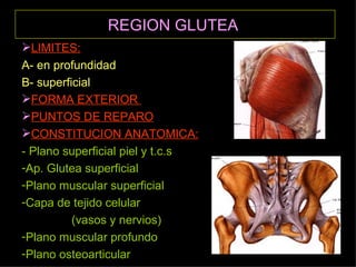 REGION GLUTEA   LIMITES: A- en profundidad B- superficial FORMA EXTERIOR  PUNTOS DE REPARO CONSTITUCION ANATOMICA:   - Plano superficial piel y t.c.s Ap. Glutea superficial Plano muscular superficial Capa de tejido celular  (vasos y nervios) Plano muscular profundo Plano osteoarticular 