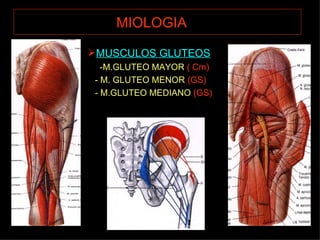 MIOLOGIA   MUSCULOS GLUTEOS   -M.GLUTEO MAYOR  ( Cm) - M. GLUTEO MENOR  (GS) - M.GLUTEO MEDIANO  (GS) 