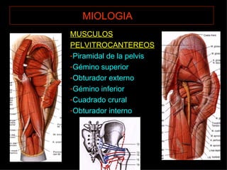 MIOLOGIA   MUSCULOS PELVITROCANTEREOS Piramidal de la pelvis Gémino superior Obturador externo Gémino inferior Cuadrado crural Obturador interno 