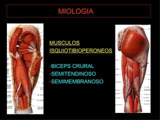 MIOLOGIA   MUSCULOS ISQUIOTIBIOPERONEOS BICEPS CRURAL SEMITENDINOSO SEMIMEMBRANOSO 