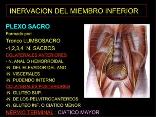 INERVACION DEL MIEMBRO INFERIOR   PLEXO SACRO Formado por: Tronco LUMBOSACRO 1,2,3,4  N. SACROS COLATERALES ANTERIORES N. ANAL O HEMORROIDAL N. DEL ELEVADOR DEL ANO N. VISCERALES N. PUDENDO INTERNO COLATERALES POSTERIORES - N. GLUTEO SUP. -N. DE LOS PELVITROCANTEREOS -N. GLUTEO INF. O CIATICO MENOR NERVIO TERMINAL  :  CIATICO MAYOR 