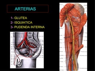 ARTERIAS   1-  GLUTEA 2-  ISQUIATICA 3-  PUDENDA INTERNA  