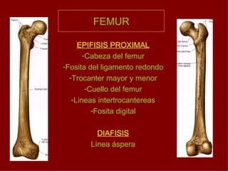 FEMUR EPIFISIS PROXIMAL Cabeza del femur Fosita del ligamento redondo Trocanter mayor y menor Cuello del femur Lineas intertrocantereas Fosita digital DIAFISIS Línea áspera 