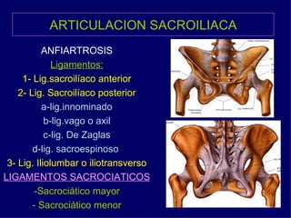 ARTICULACION SACROILIACA ANFIARTROSIS Ligamentos: 1- Lig.sacroilíaco anterior 2- Lig. Sacroilíaco posterior a-lig.innominado b-lig.vago o axil c-lig. De Zaglas d-lig. sacroespinoso   3- Lig. Iliolumbar o iliotransverso LIGAMENTOS SACROCIATICOS -Sacrociático mayor - Sacrociático menor 