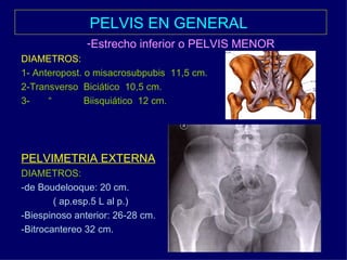 PELVIS EN GENERAL   Estrecho inferior o PELVIS MENOR   DIAMETROS: 1- Anteropost. o misacrosubpubis  11,5 cm. 2-Transverso  Biciático  10,5 cm. 3-  “  Biisquiático  12 cm. PELVIMETRIA EXTERNA DIAMETROS: -de Boudelooque: 20 cm.  ( ap.esp.5 L al p.) -Biespinoso anterior: 26-28 cm.  -Bitrocantereo 32 cm. 