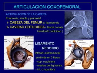 ARTICULACION COXOFEMORAL   ARTICULACION DE LA CADERA Enartrosis, simple y pluriaxial 1-  CABEZA DEL FEMUR  c/ lig.redondo 2-  CAVIDAD COTILOIDEA  ( fascia Lunata transfonfo cotiloideo ) LIGAMENTO REDONDO Intraart.-extrasinovial se divide en 3 fibras : -sup. o pubiana - medias del lig.transv. - inf. o isquiática  