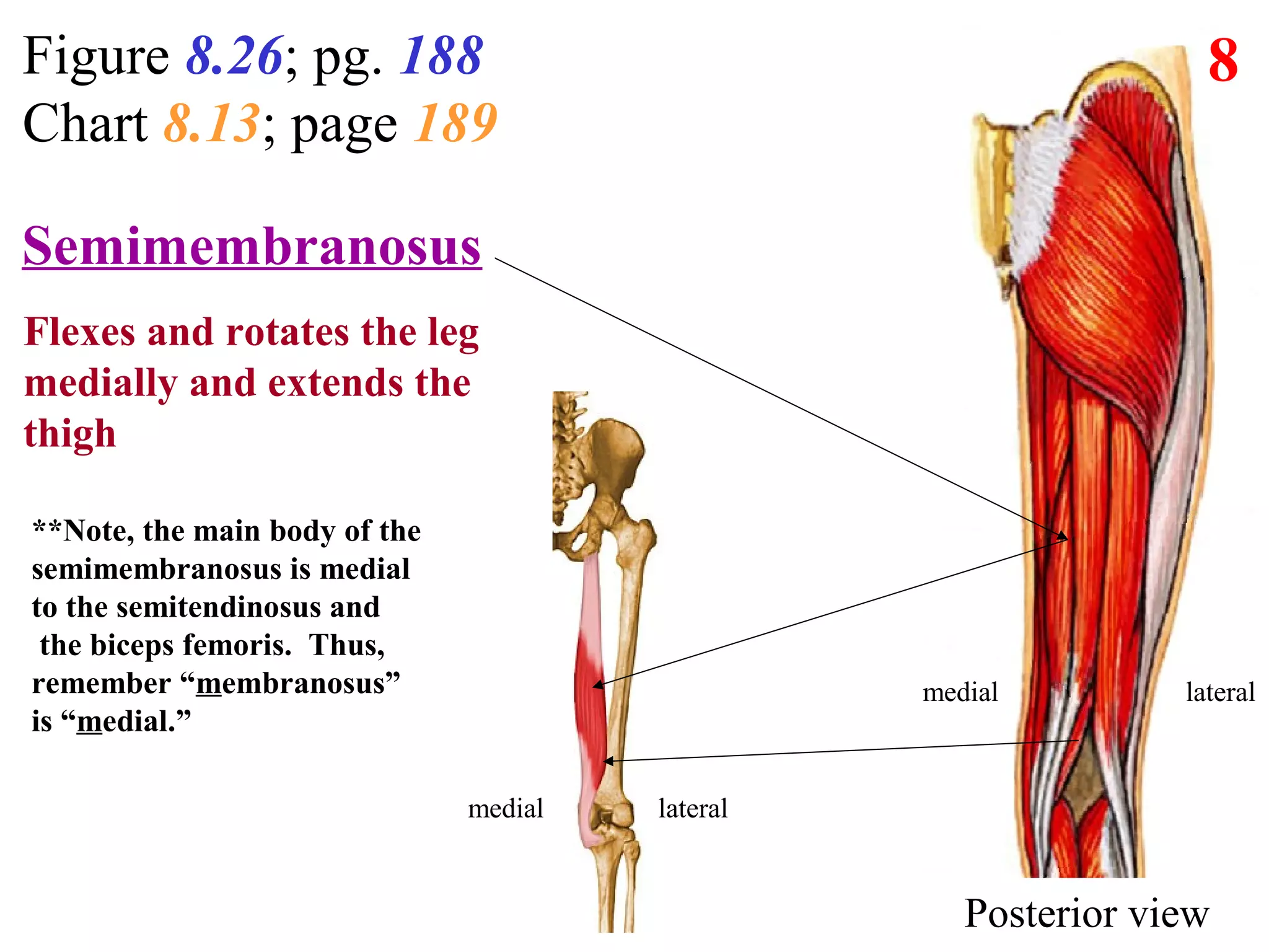 Lateral Thigh Muscles