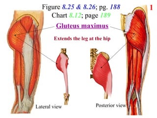 Figure 8.25 & 8.26; pg. 188
Chart 8.12; page 189
1
Lateral view Posterior view
??
Function?Extends the leg at the hip
Gluteus maximus
 