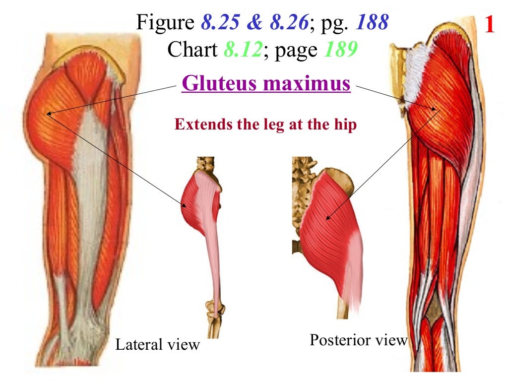 7. posterior lateral thigh