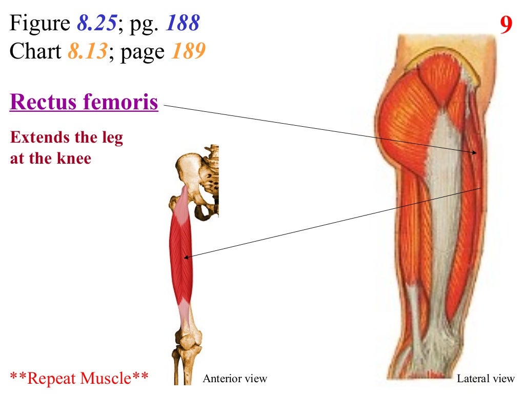 7. posterior lateral thigh